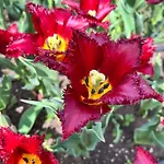 просторни анастасия -балчик с морска гледка Balchik