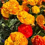 просторни анастасия -балчик с морска гледка Apartamento *