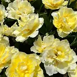 Apartamento просторни анастасия -балчик с морска гледка Balchik